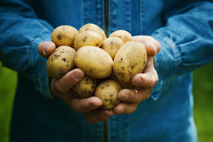 loodsmedewerker aardappelhandel